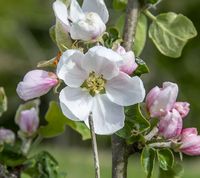 Kattehoved æble blomst